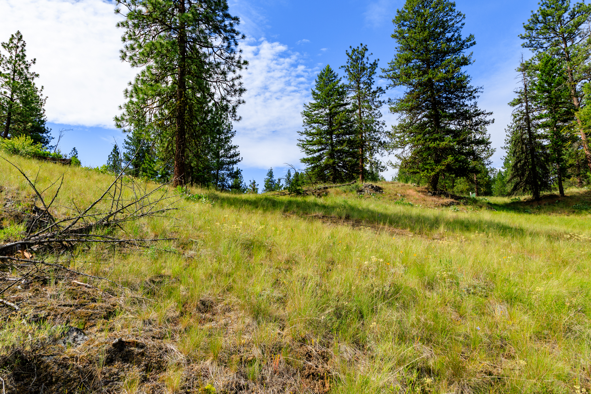 Okanogan Vanderbilt-11
