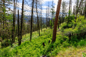 Okanogan Vanderbilt-12