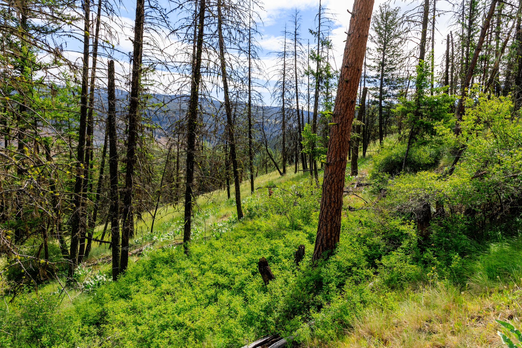 Okanogan Vanderbilt-12
