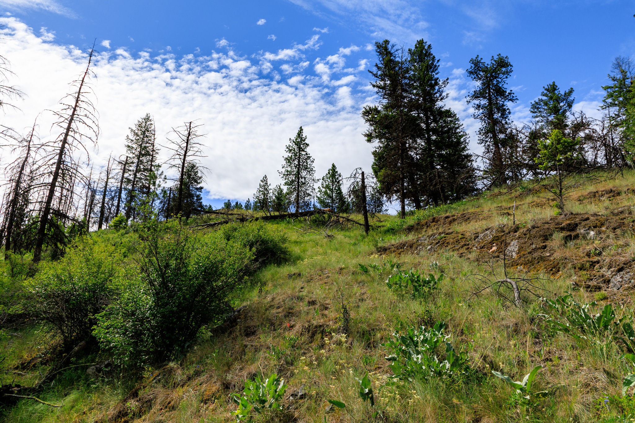 Okanogan Vanderbilt-13