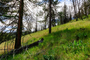 Okanogan Vanderbilt-14