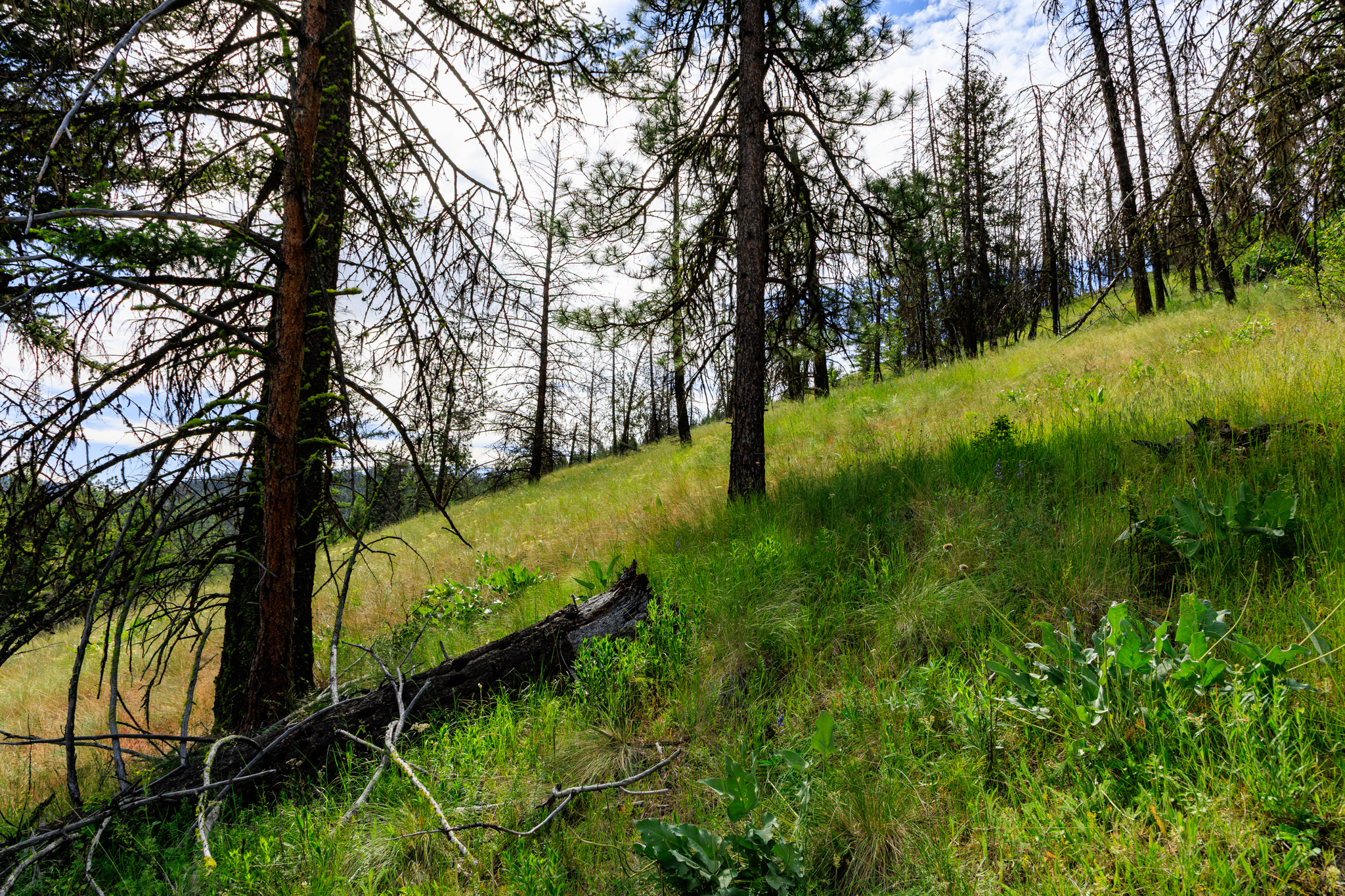 Okanogan Vanderbilt-14