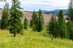 Okanogan Vanderbilt-6