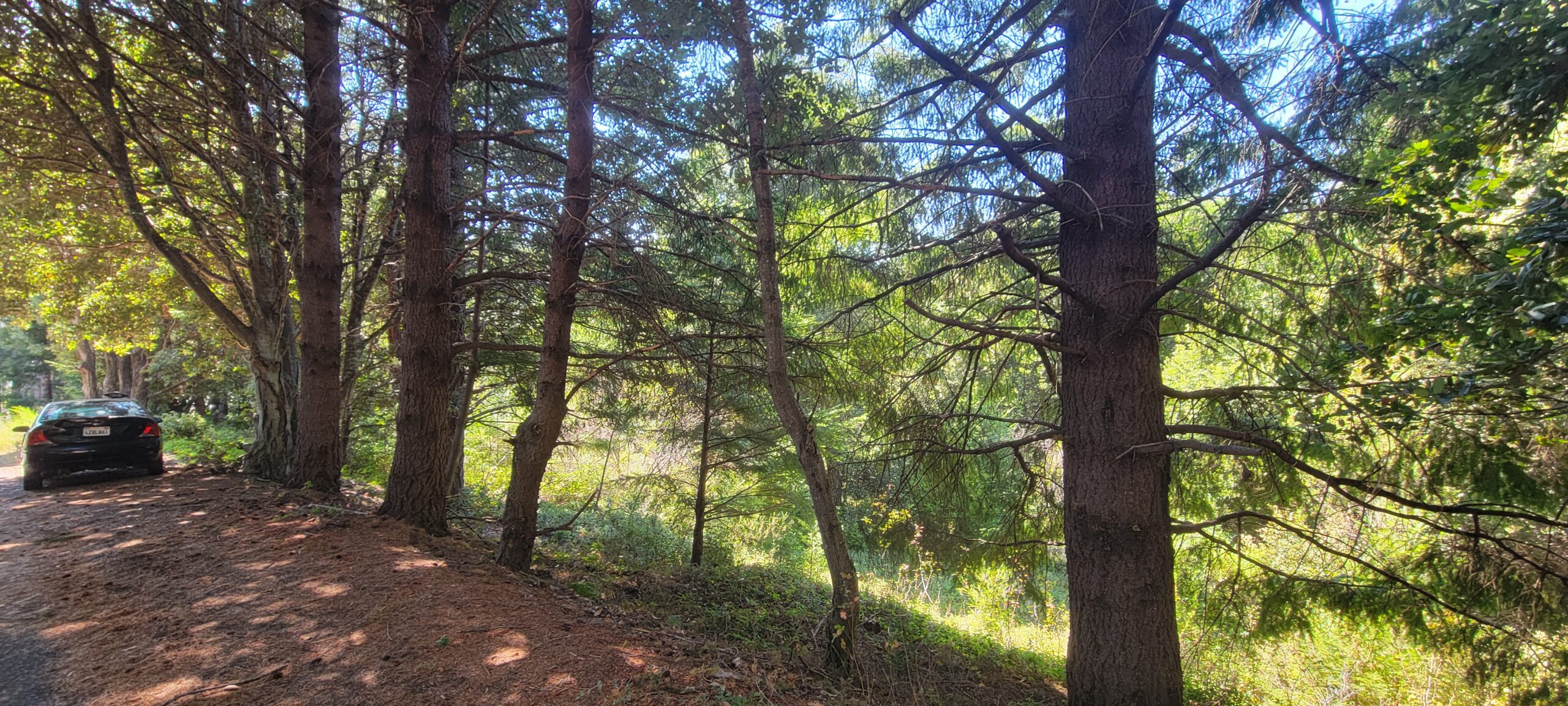 ca13