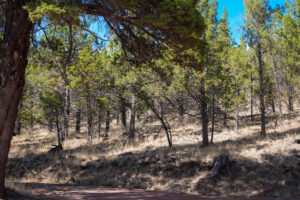 Andrews Rd_012