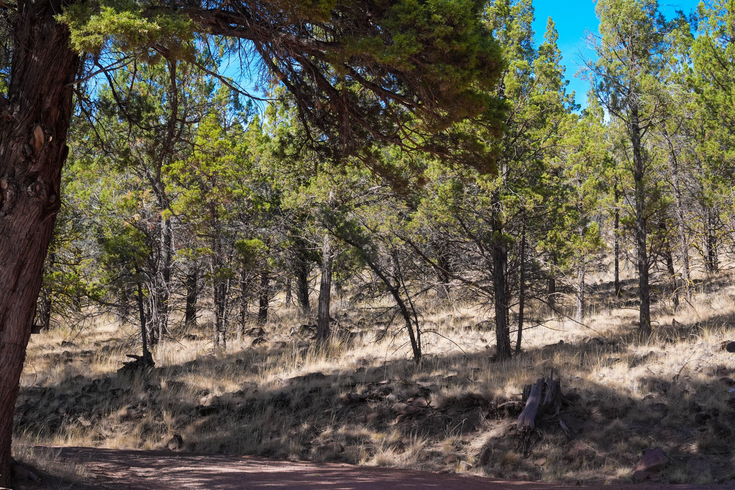 Andrews Rd_012