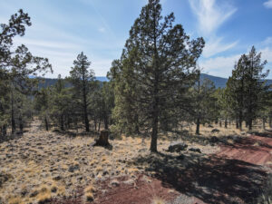 Andrews Rd_014