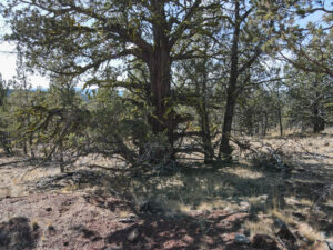 Andrews Rd_015