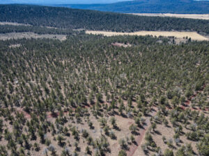 Andrews Rd_026