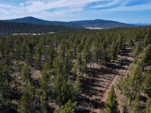 Andrews Rd_053