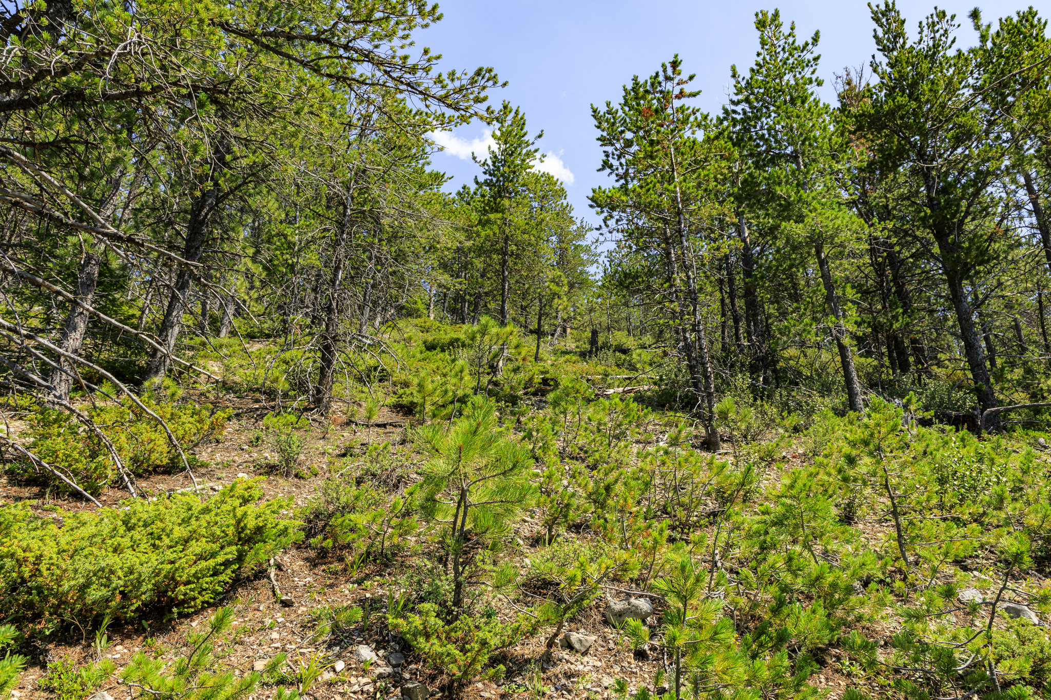 Fergus, MT, Hajenga-04