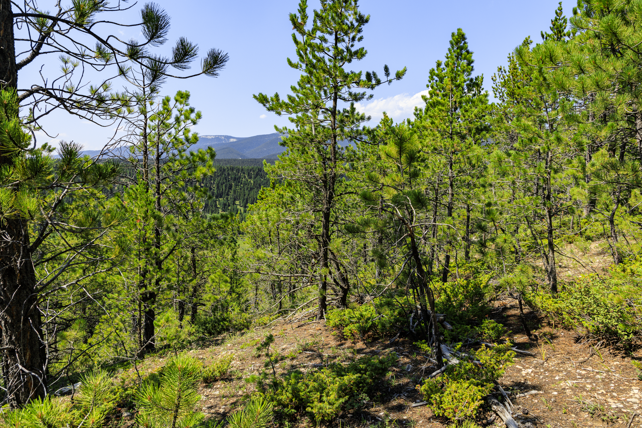 Fergus, MT, Hajenga-05