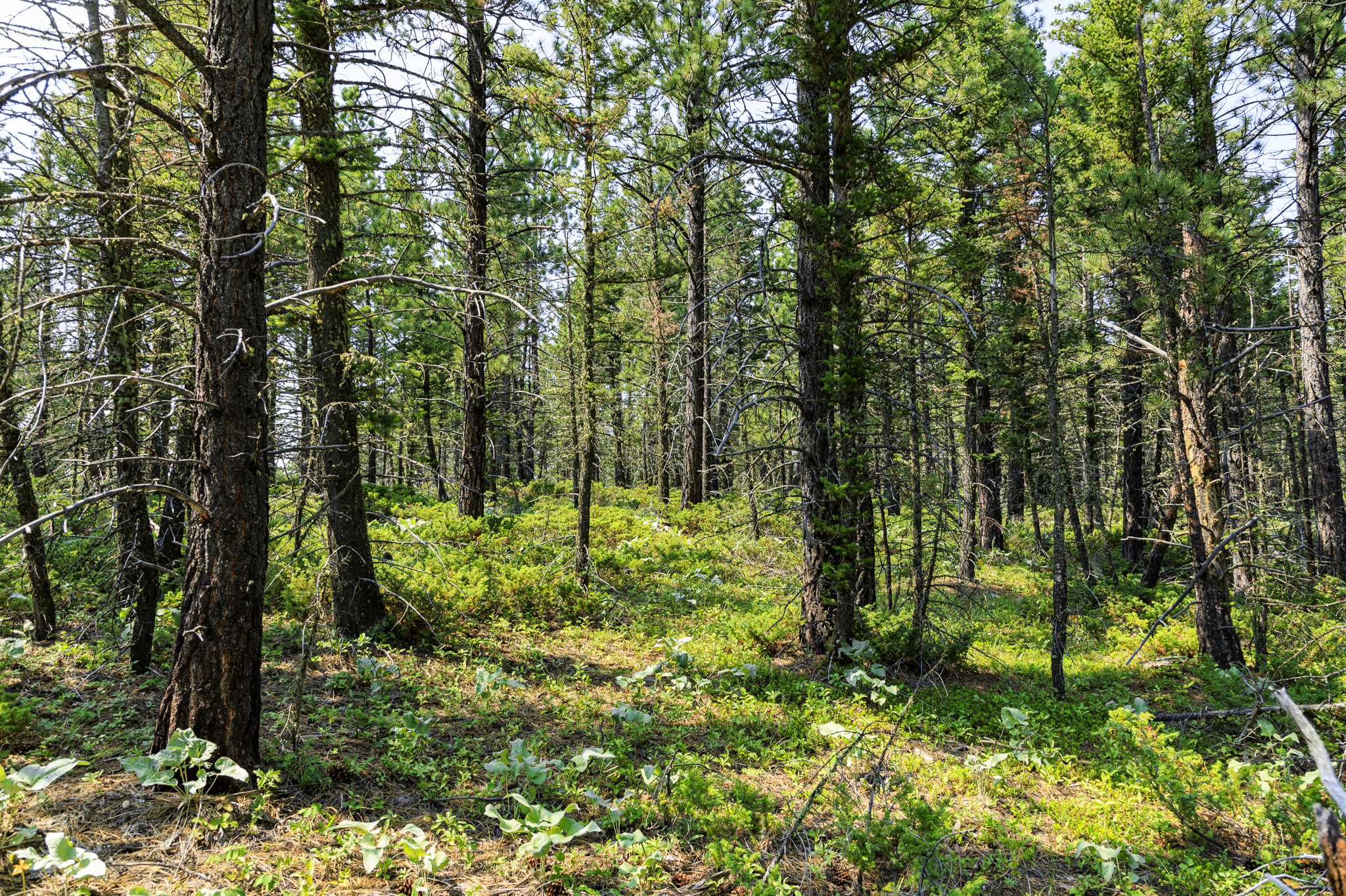 Fergus, MT, Hajenga-07