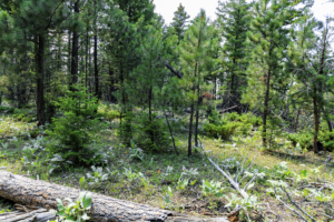 Fergus, MT, Hajenga-09