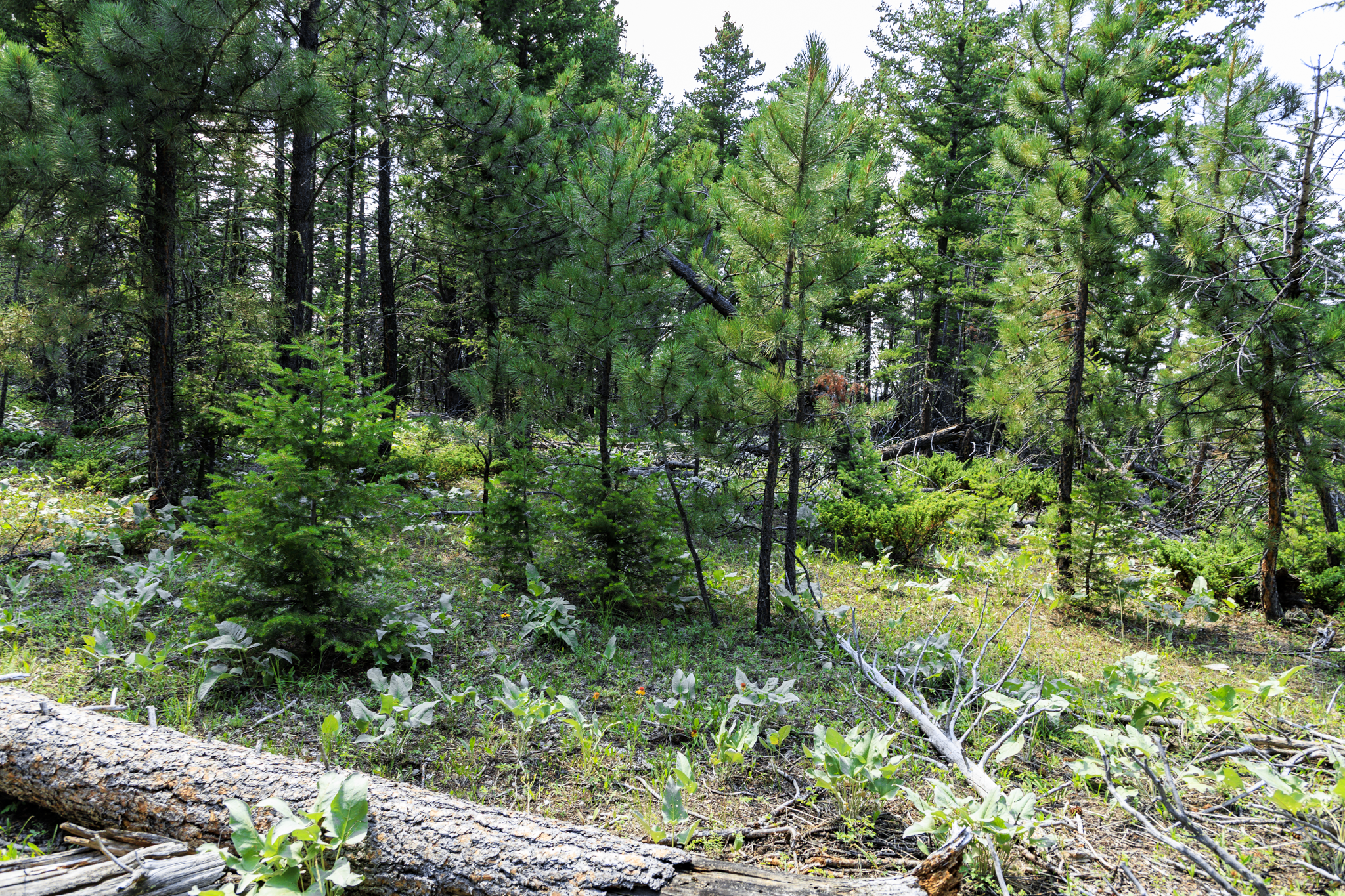 Fergus, MT, Hajenga-09