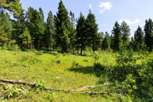 Fergus, MT, Hajenga-16