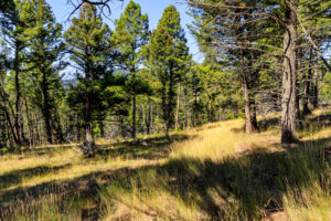 Jefferson, MT Norwood-03