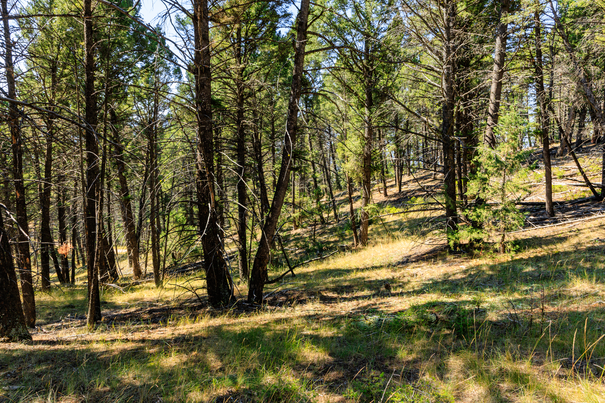 Jefferson, MT Norwood-05