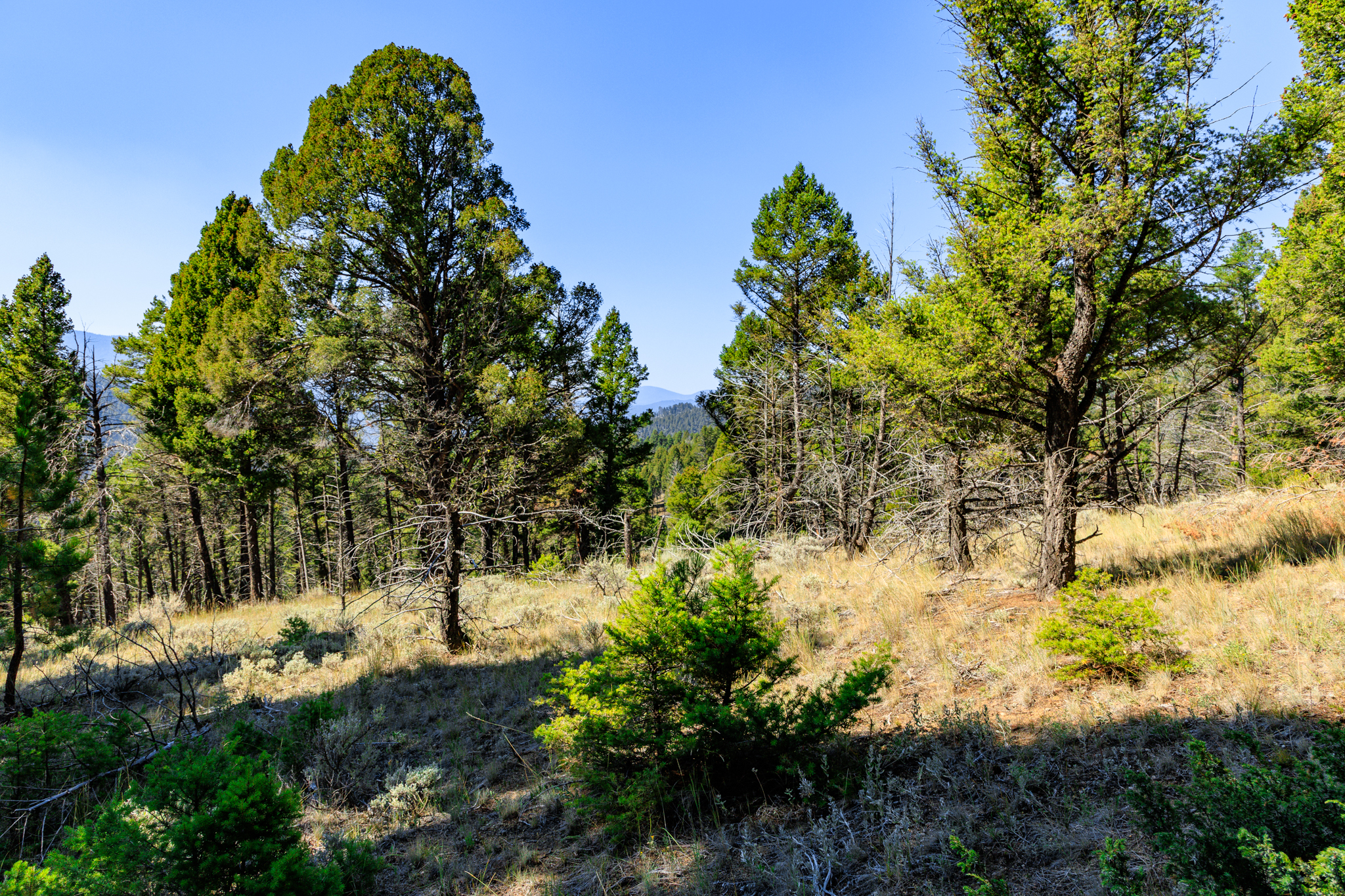 Jefferson, MT Norwood-07