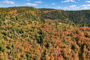 Drone panorama of a tree-covered mountainside with bright fall colors in Kane County, Utah