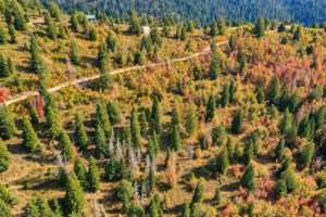 Close aerial view of a dirt road cutting through forested mountain terrain and autumn aspens
