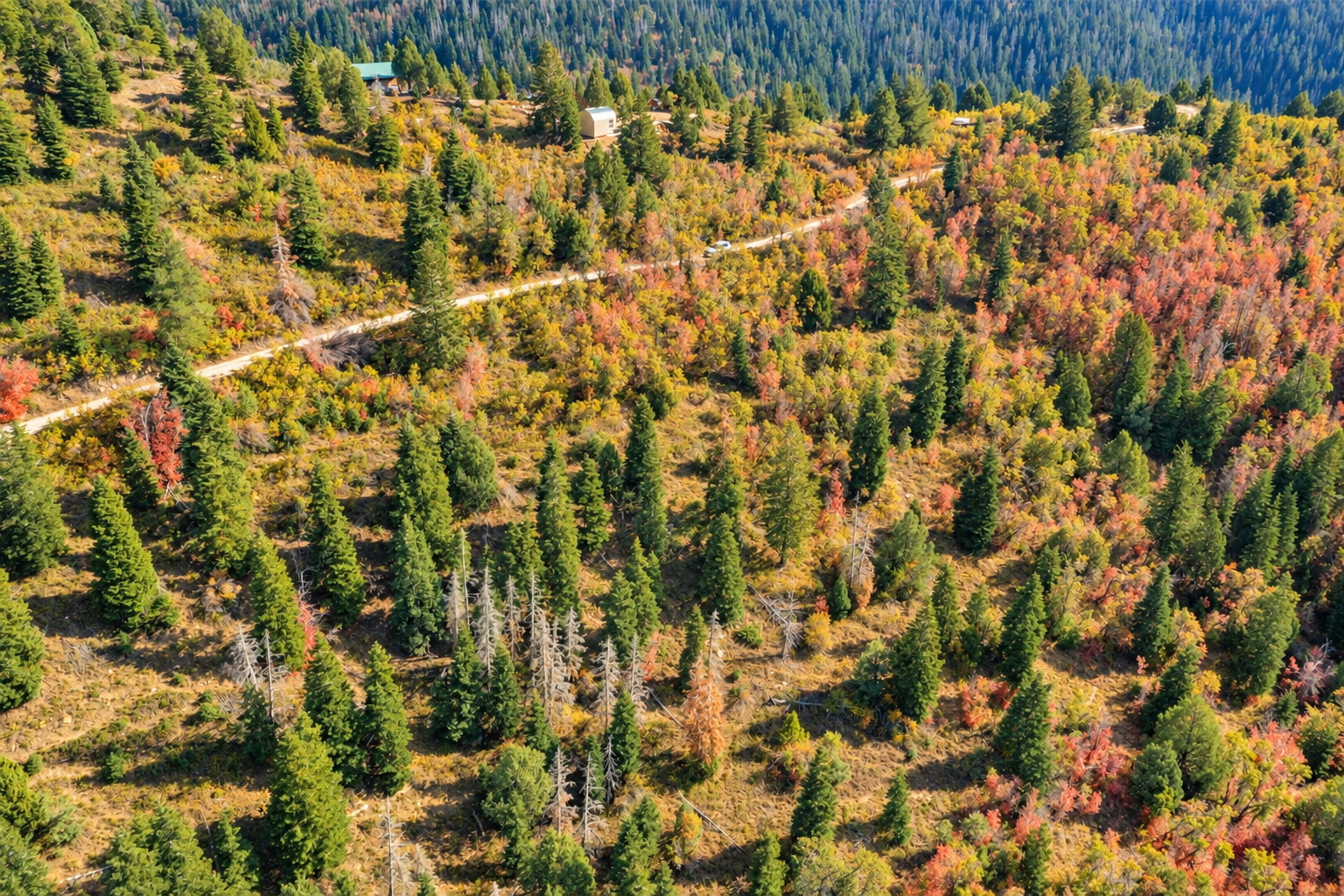 Close aerial view of a dirt road cutting through forested mountain terrain and autumn aspens