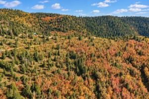 High aerial view of a forested valley with autumn aspens and a dirt track across the slope