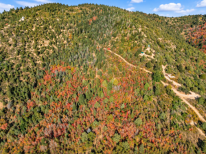 Drone view of mountain forest, a winding dirt access road and a few nearby cabins