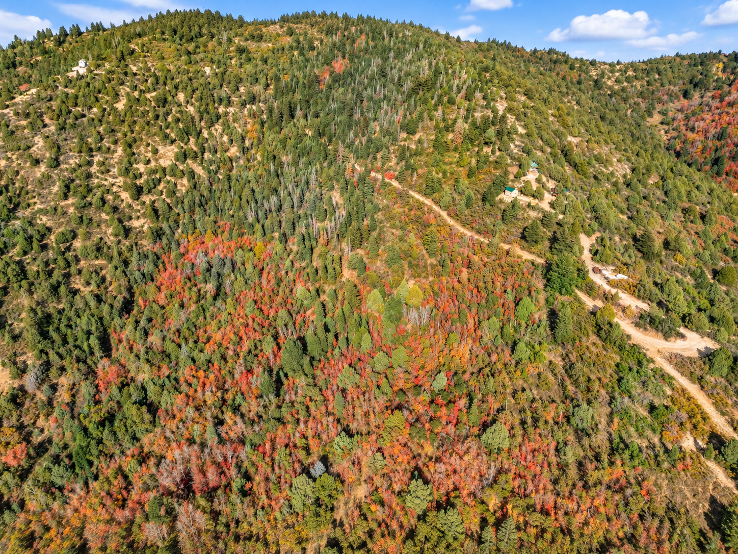 Drone view of mountain forest, a winding dirt access road and a few nearby cabins