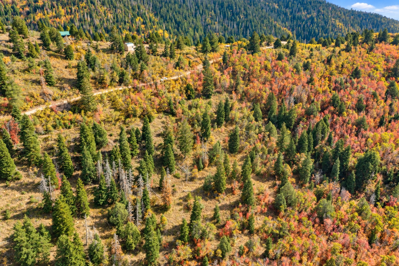 Mixed conifers and orange aspens sloping down to a winding mountain access road