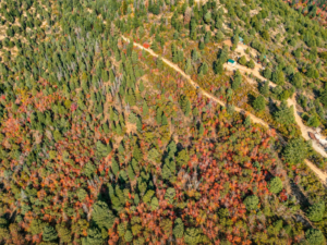 Overhead view of a dirt road winding past cabins and colorful woodland in Kane County, Utah