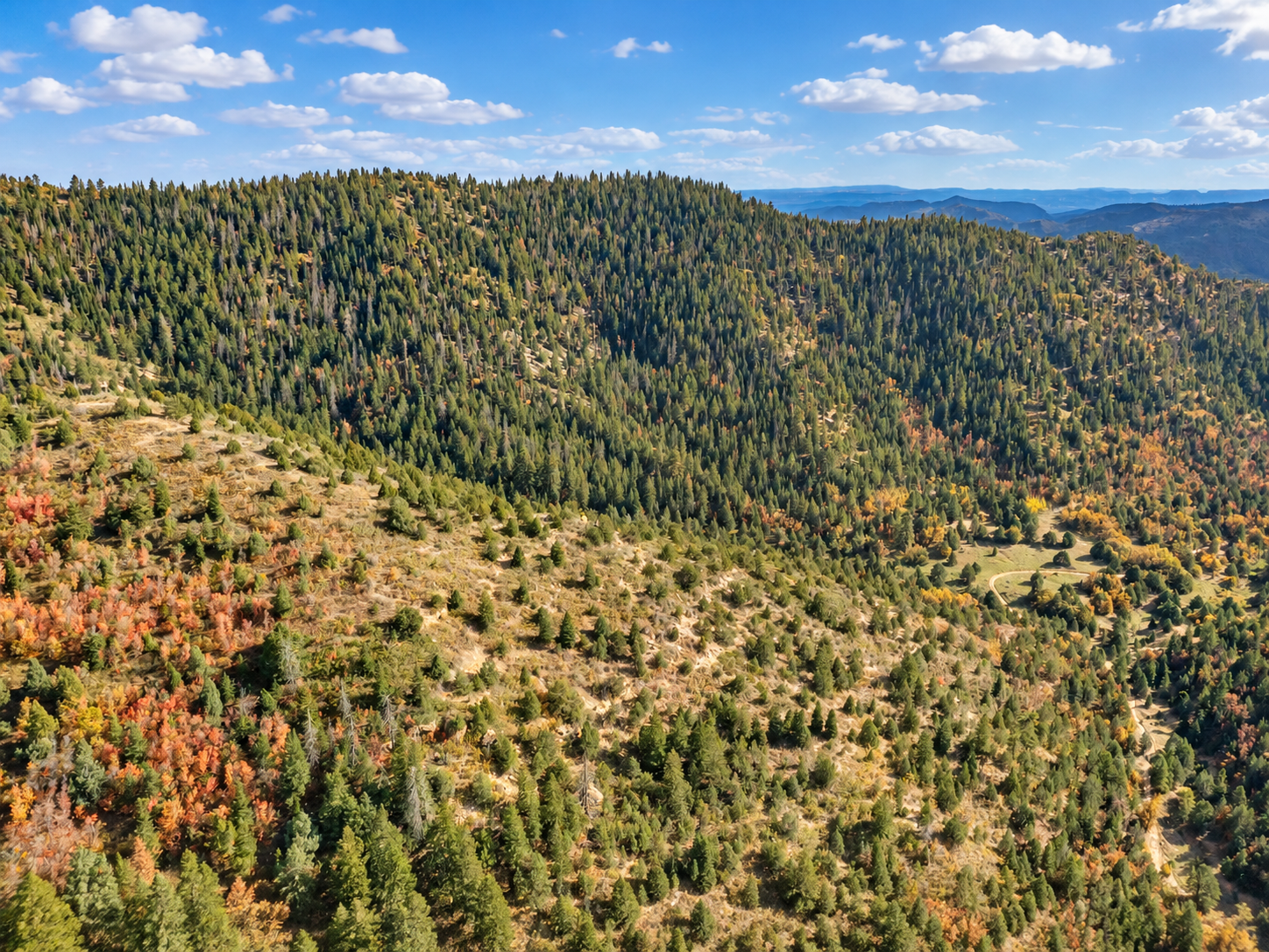 Drone view across pine-covered mountain slopes with distant blue ridges and scattered fall color