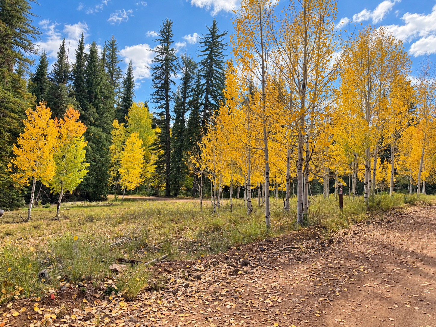 Yellow aspens alongside a rough dirt track through grassy woodland near Strawberry Point, Utah