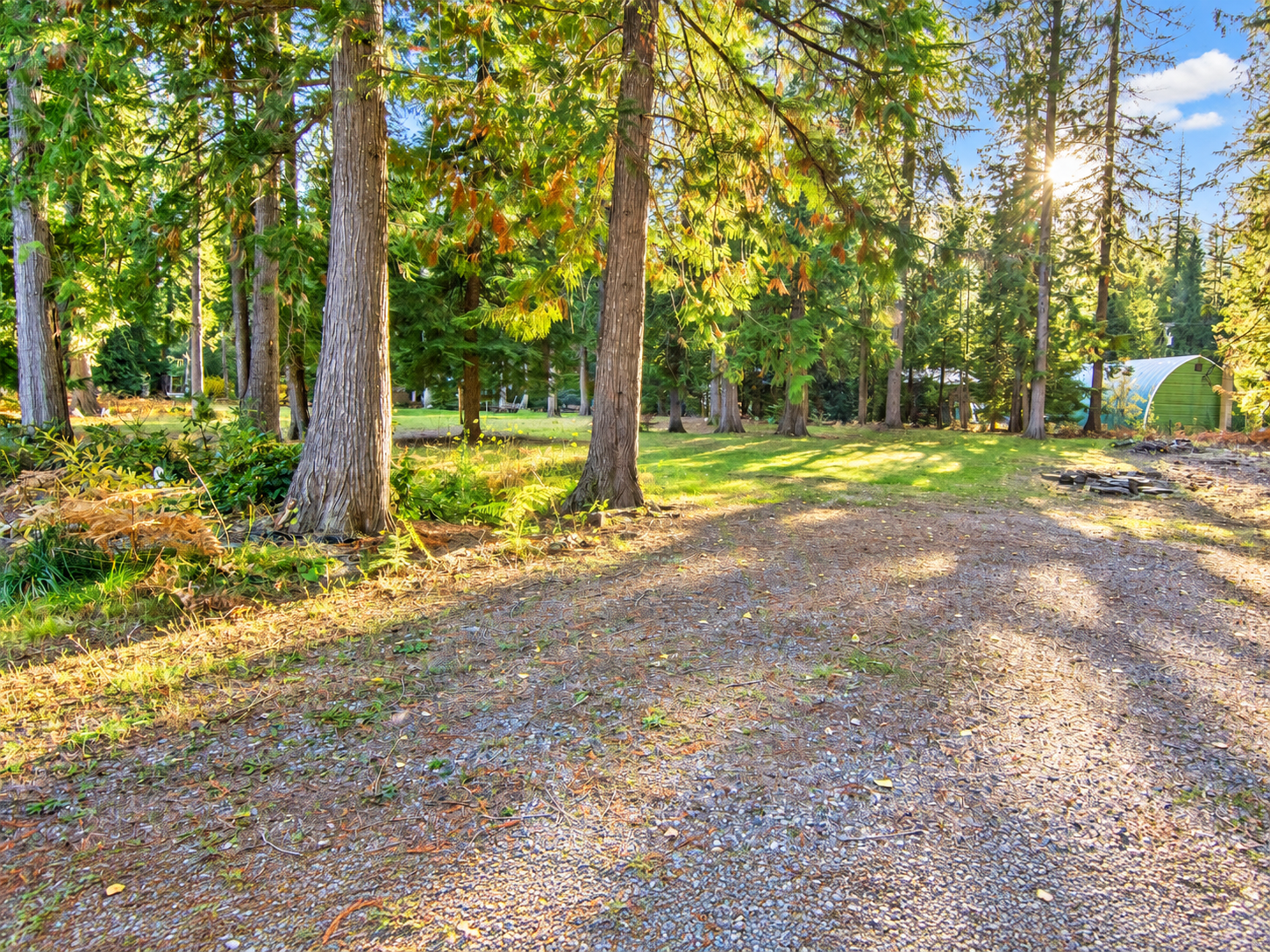 Open ground and filtered sunlight among mature evergreen trunks on the Angel Island parcel