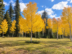 Bright yellow aspens in an open grassy clearing bordered by dark green conifers in southern Utah