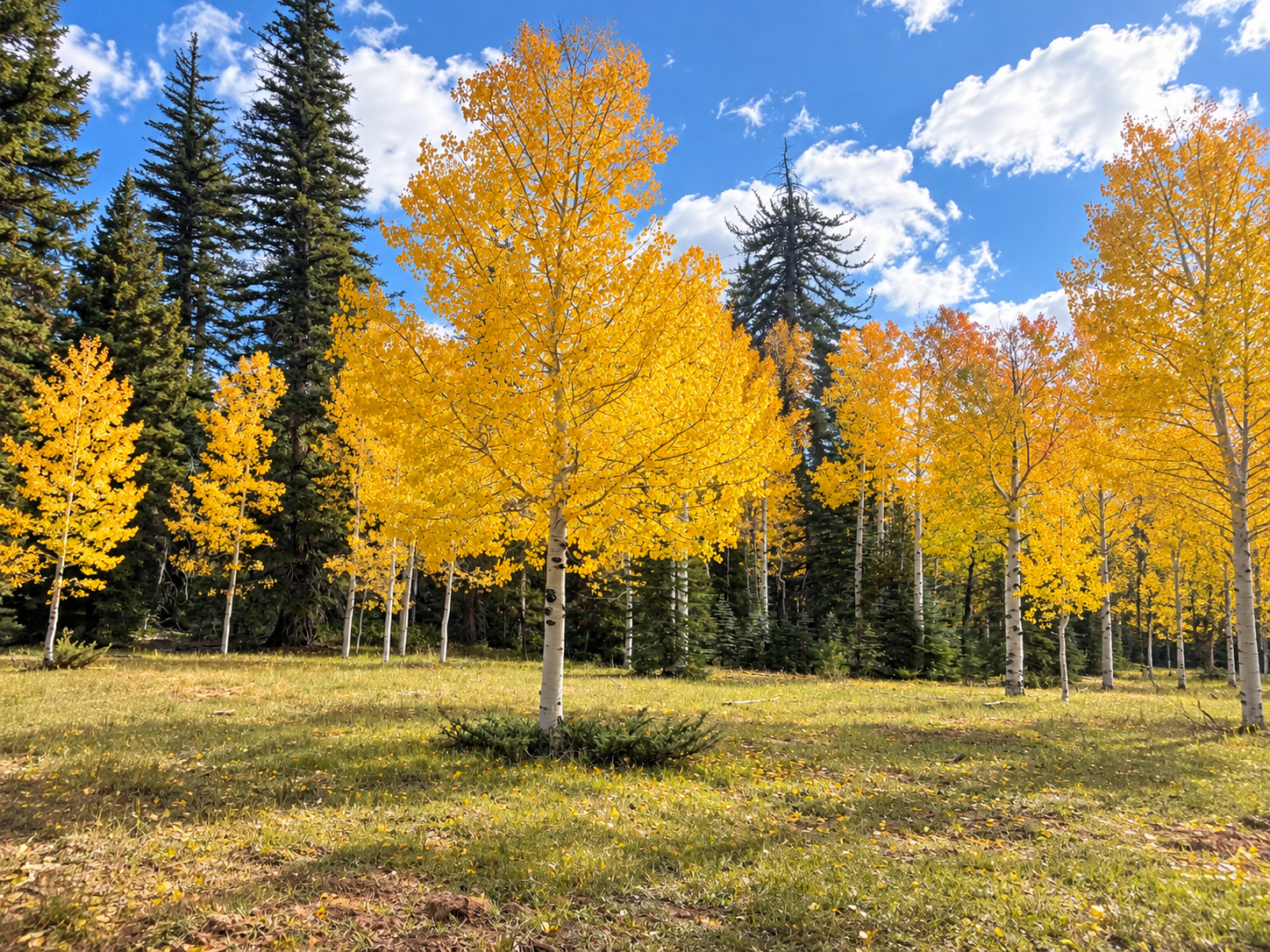 Bright yellow aspens in an open grassy clearing bordered by dark green conifers in southern Utah