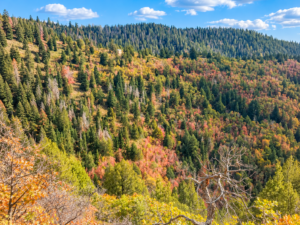 Tree-covered hillside with dark evergreens and colorful aspens near Strawberry Point, Utah