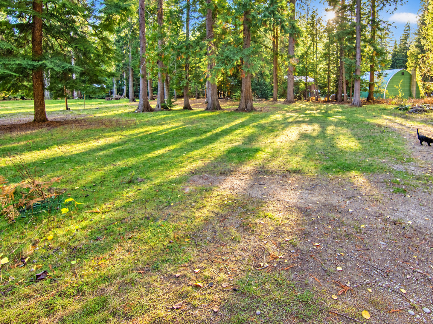 Cleared grassy land with tall conifers in afternoon sun on the Angel Island lot near Troy, MT