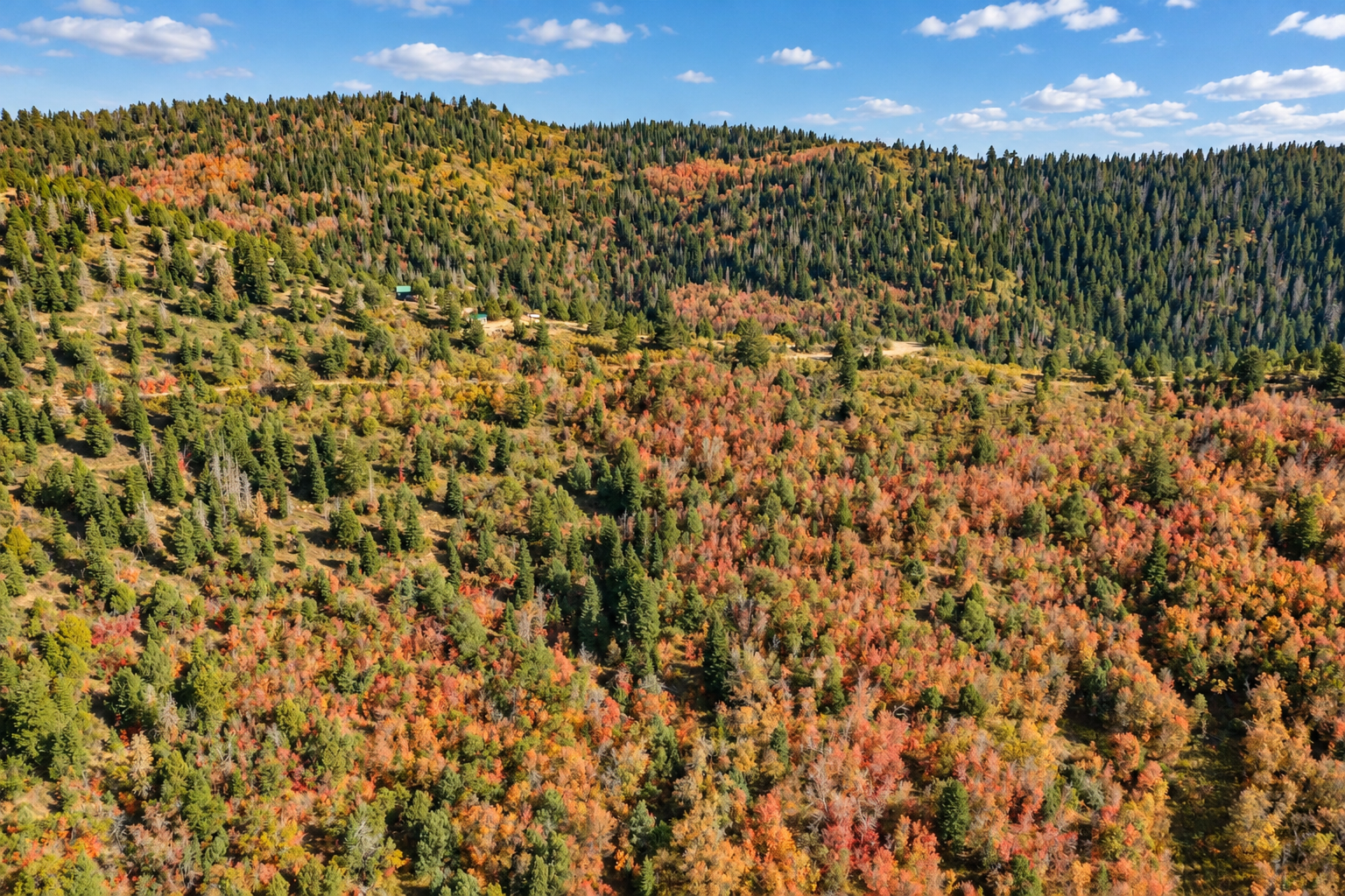 Top-down drone view of wooded slopes, winding dirt tracks and nearby cabins near Strawberry Point, Utah