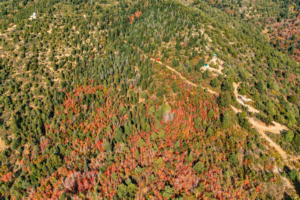 Top-down drone view of wooded slopes, winding dirt tracks and nearby cabins near Strawberry Point, Utah