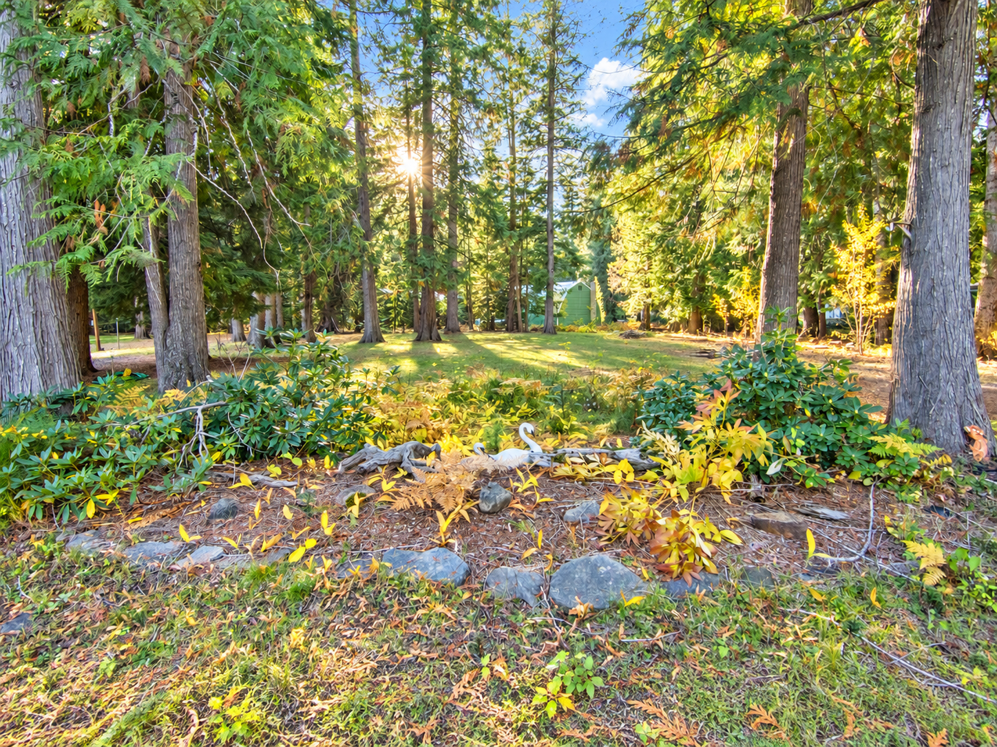 Wooded clearing with landscaping rocks, low plants and evergreens on Angel Island near Bull Lake