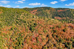 Aerial view of evergreens and vivid autumn aspens covering a mountain slope in southern Utah