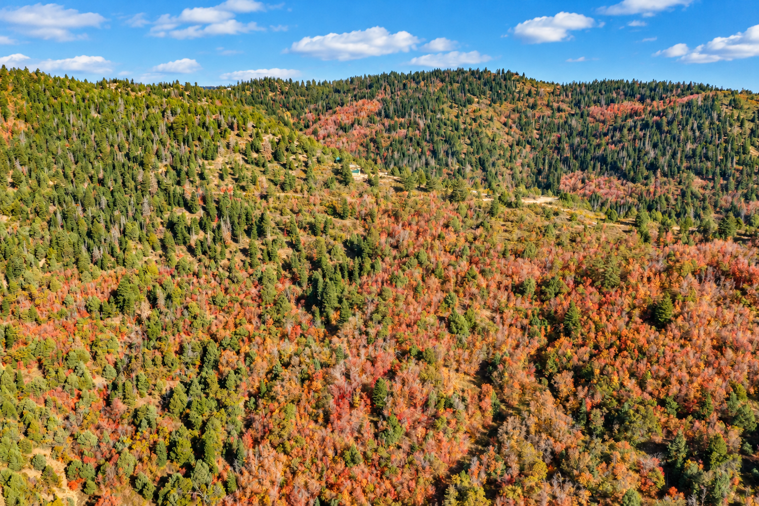 Aerial view of evergreens and vivid autumn aspens covering a mountain slope in southern Utah