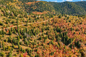 Aerial view of a winding dirt road crossing a hillside of conifers and aspens in Kane County, Utah