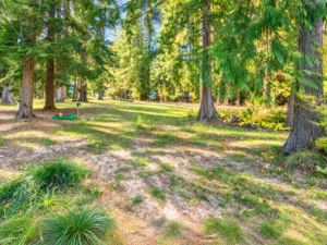 Grassy clearing with a water fixture and coiled green hose among mature trees on the Bull Lake lot