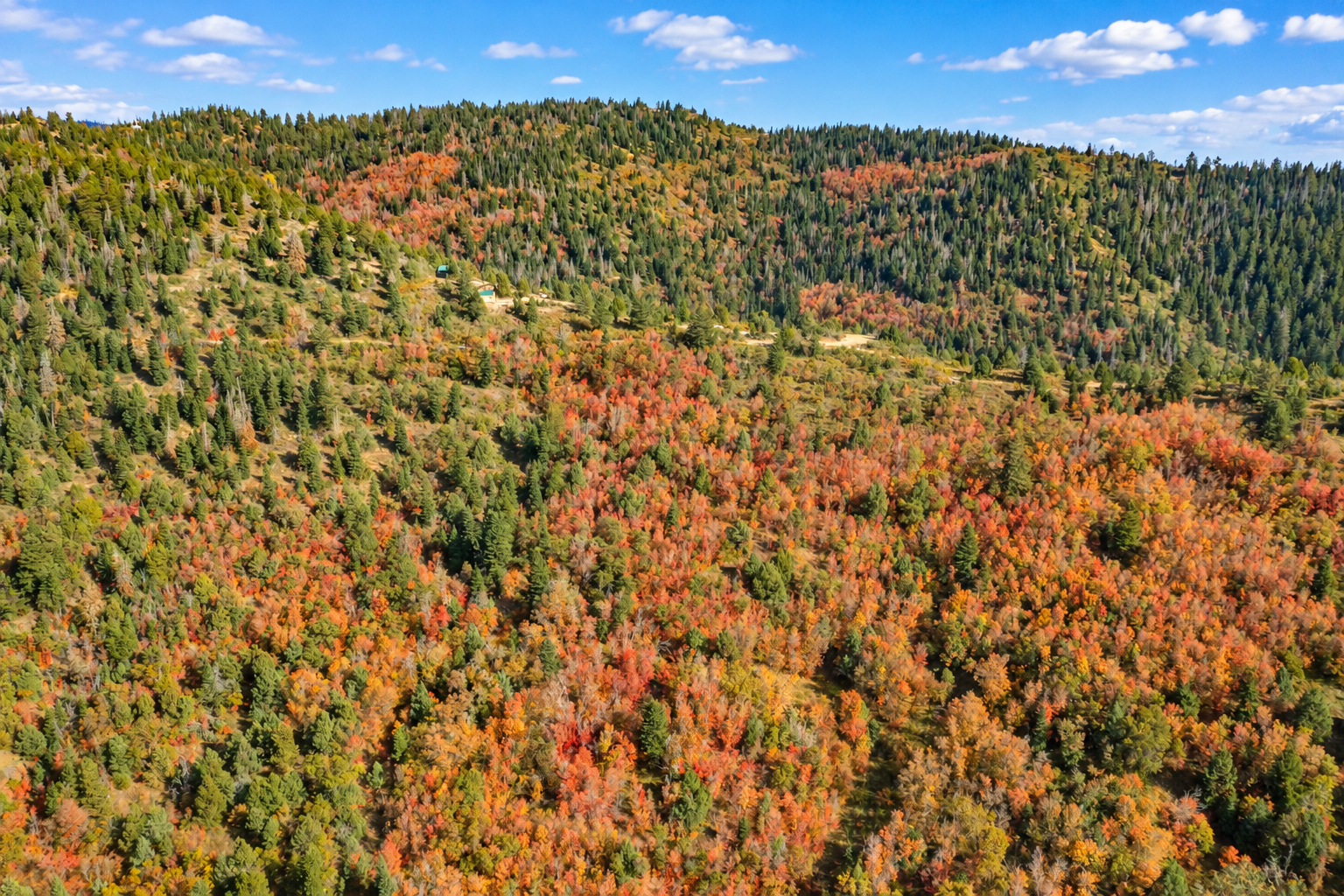 Densely treed hillside with green conifers and orange-red fall foliage