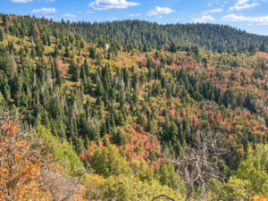 Wooded mountain slopes with evergreens and red, yellow and orange fall foliage in southern Utah