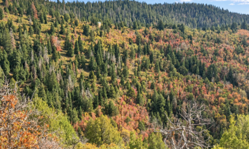 Wooded mountain slopes with evergreens and red, yellow and orange fall foliage in southern Utah